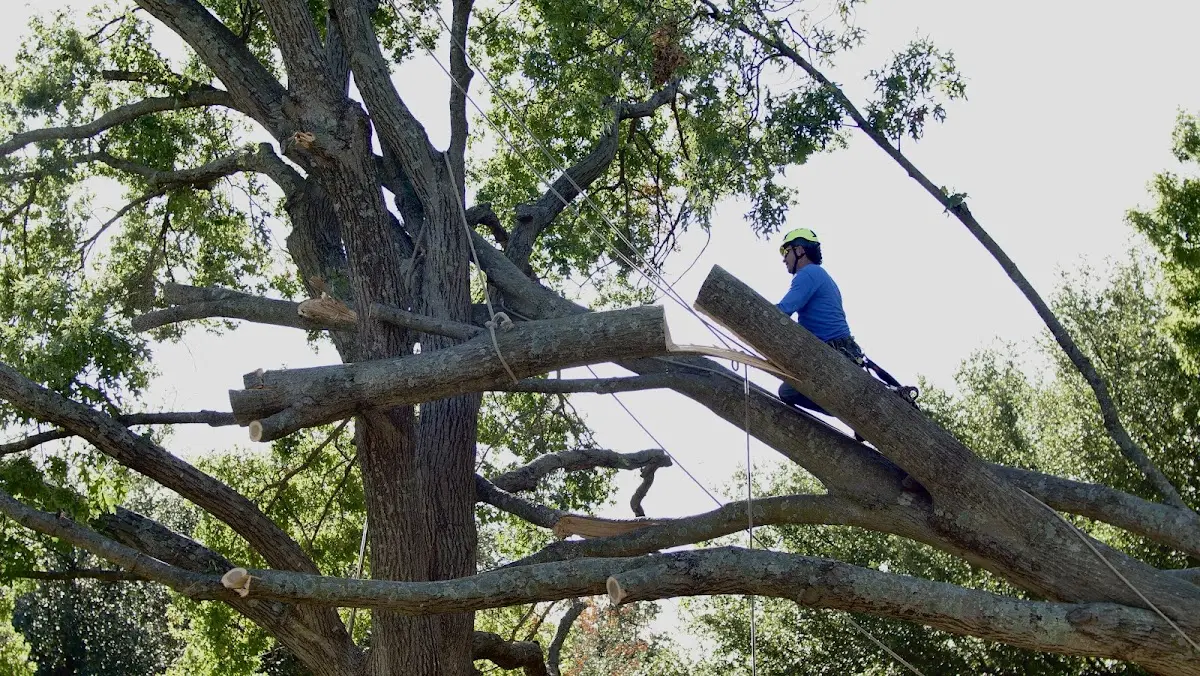 Professional Crown Thinning performed by certified arborists in Kittrell